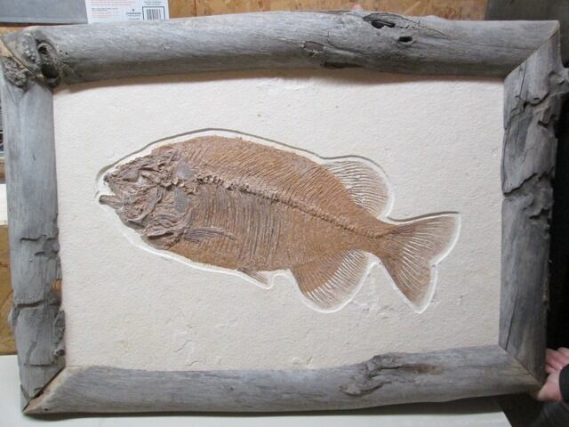 Custom Framed Phareodus Fossil Fish #38729